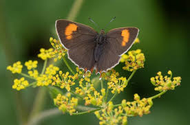Attēlu rezultāti vaicājumam “Thecla betulae female”