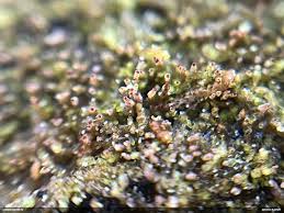 Attēlu rezultāti vaicājumam “Anastrophyllum hellerianum”