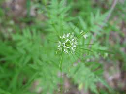 Attēlu rezultāti vaicājumam “Cardamine impatiens”