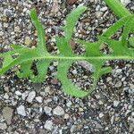 Attēlu rezultāti vaicājumam “Crepis biennis leaf”