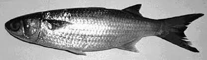 Image result for Mugil curema