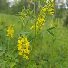 Attēlu rezultāti vaicājumam “Melilotus officinalis flower”