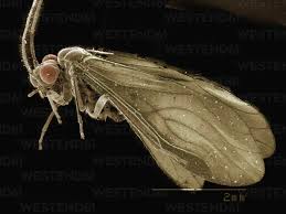 Attēlu rezultāti vaicājumam “Psocoptera”