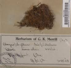 Attēlu rezultāti vaicājumam “Campylophyllum sommerfeltii”