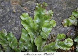 Attēlu rezultāti vaicājumam “Marchantia polymorpha”