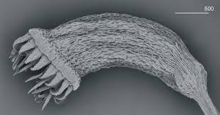 Attēlu rezultāti vaicājumam “Plagiothecium nemorale”