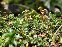 Attēlu rezultāti vaicājumam “Mnium marginatum”