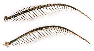 Attēlu rezultāti vaicājumam “Parascotia fuliginaria”