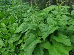 Attēlu rezultāti vaicājumam “Chenopodium bonus-henricus”