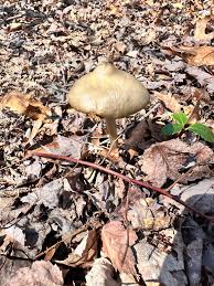 Attēlu rezultāti vaicājumam “Entoloma vernum”