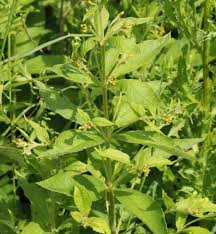Attēlu rezultāti vaicājumam “Lysimachia vulgaris”