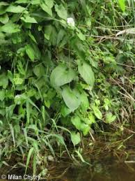 Attēlu rezultāti vaicājumam “Calystegia sepium fruit”