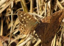 Attēlu rezultāti vaicājumam “Pararge aegeria underside”