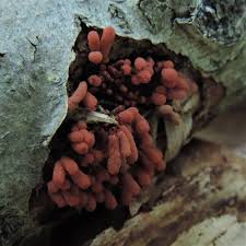 Attēlu rezultāti vaicājumam “Arcyria minuta stalked”