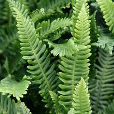 Attēlu rezultāti vaicājumam “Blechnum spicant”