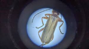 Attēlu rezultāti vaicājumam “Cantharis figurata”