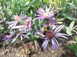 Attēlu rezultāti vaicājumam “Siphoptychium violaceum macro”