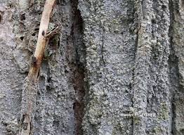 Attēlu rezultāti vaicājumam “Lecanactis abietina”