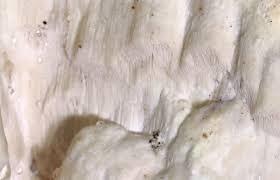 Attēlu rezultāti vaicājumam “Antrodia”