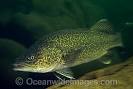 Eastern Freshwater Cod Stock Images