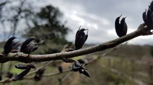 Attēlu rezultāti vaicājumam “Cercidiphyllum japonicum fruit”