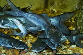 Image result for Ictalurus punctatus