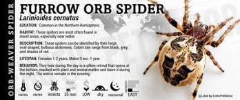 Attēlu rezultāti vaicājumam “Larinioides cornutus”