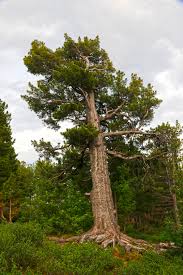 Attēlu rezultāti vaicājumam “Pinus sibirica”