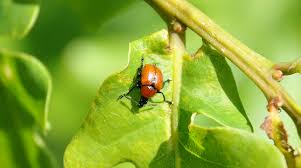 Attēlu rezultāti vaicājumam “Attelabus nitens”