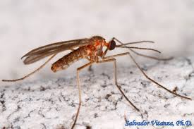 Attēlu rezultāti vaicājumam “Cecidomyiidae”