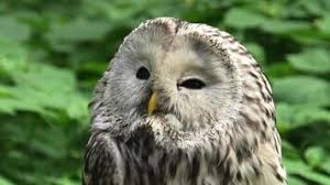 Attēlu rezultāti vaicājumam “Strix uralensis adult”