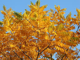 Attēlu rezultāti vaicājumam “Juglans mandshurica”