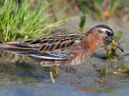 Attēlu rezultāti vaicājumam “Phalaropus fulicarius adult”