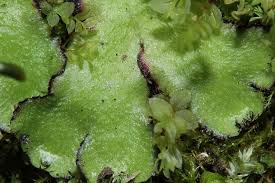 Attēlu rezultāti vaicājumam “Reboulia hemisphaerica”