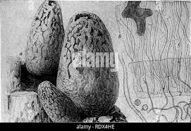 Attēlu rezultāti vaicājumam “Lycogala conicum spores”