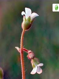 Attēlu rezultāti vaicājumam “Saxifraga tridactylites fruit”