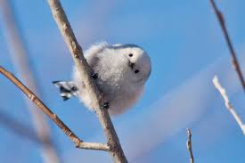 Attēlu rezultāti vaicājumam “Aegithalos caudatus”