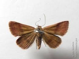 Attēlu rezultāti vaicājumam “Phytometra viridaria”