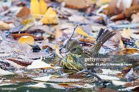 Image result for Emberiza spodocephala