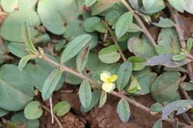 Attēlu rezultāti vaicājumam “Polygalaceae”