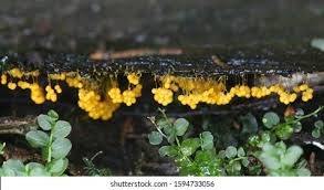 Attēlu rezultāti vaicājumam “Badhamia utricularis spores”