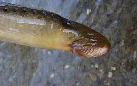 Image result for Petromyzon marinus