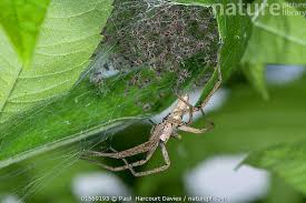 Attēlu rezultāti vaicājumam “Pisaura mirabilis cocoon”