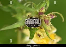 Attēlu rezultāti vaicājumam “Adomerus biguttatus”