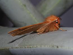 Attēlu rezultāti vaicājumam “Colotois pennaria”