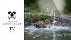 Attēlu rezultāti vaicājumam “Lycogala leopardinum young”