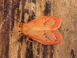 Attēlu rezultāti vaicājumam “Miltochrista miniata”