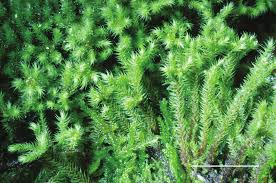 Attēlu rezultāti vaicājumam “Philonotis”