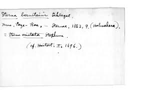 Image result for Sterna acuflavida