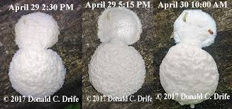 Attēlu rezultāti vaicājumam “Reticularia lycoperdon young”